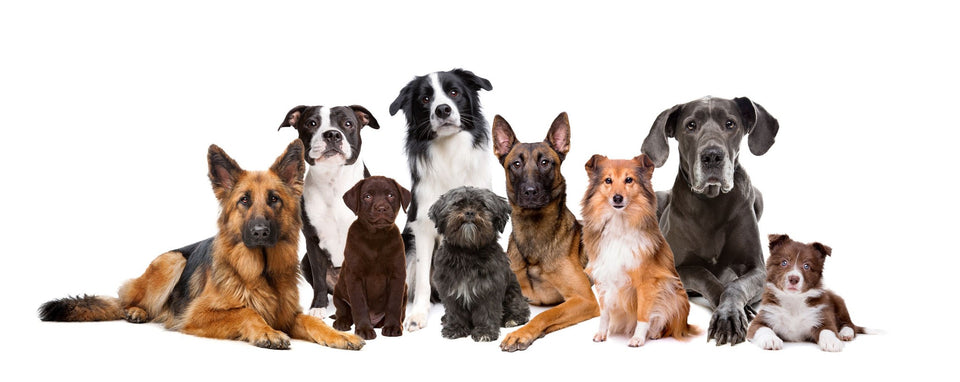 Dogs