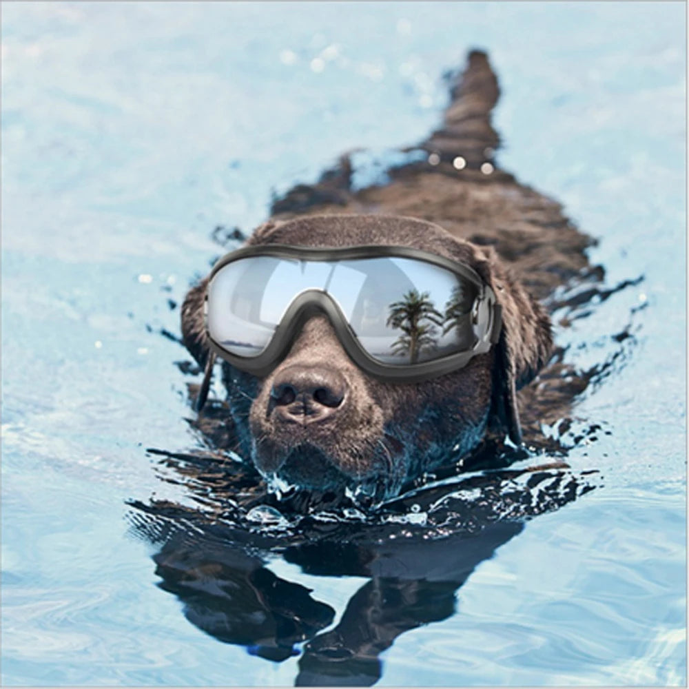 AquaGuard Canine Shades: Pet Eyewear for Medium to Large Dogs