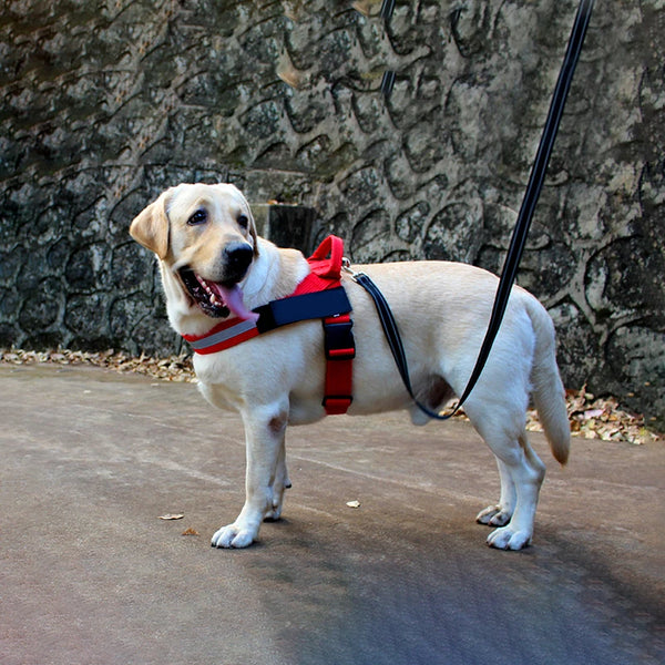 Safe Strides: Reflective Durable Nylon Leash for Dogs