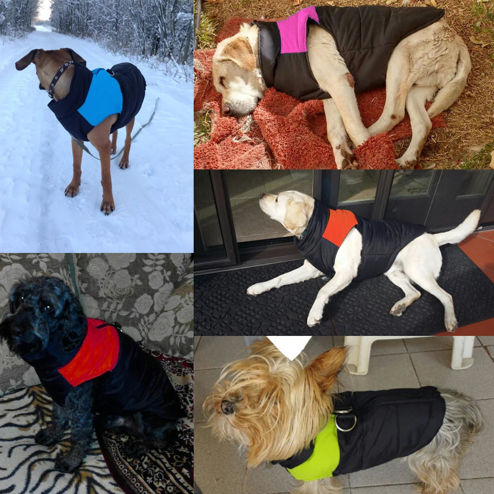 CozyCanine Winter Wardrobe: Dog Clothes for Small, Medium, and Large Dogs