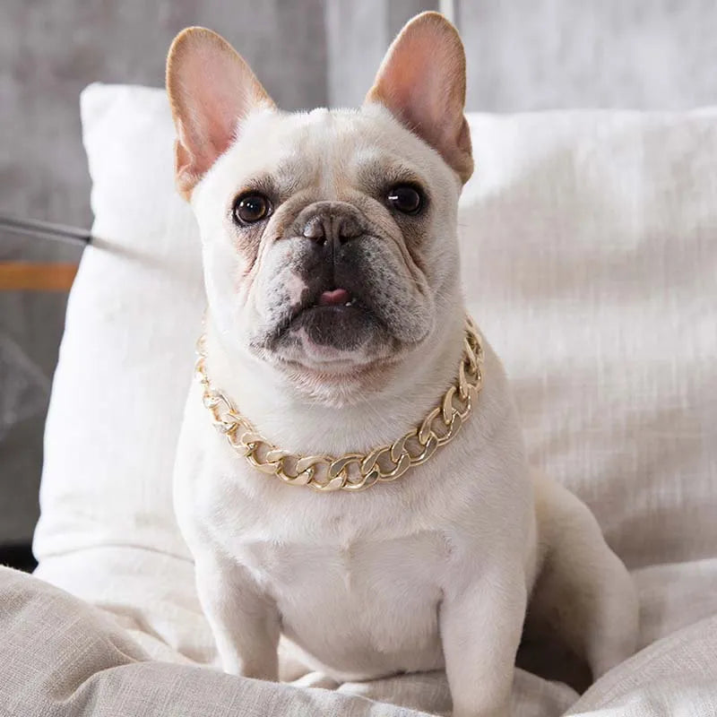 Golden Glamour: Plastic Plated Collars for Dogs, Fashion Jewelry for French Bulldogs and Pitbulls