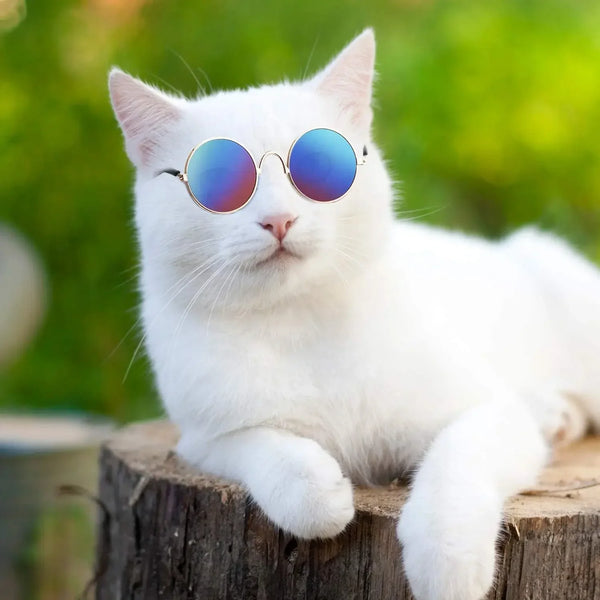 ChicPaws Sunflare Set: Pet Cat & Dog Sunglasses with Stylish Round Glasses and Adorable Straw Hat