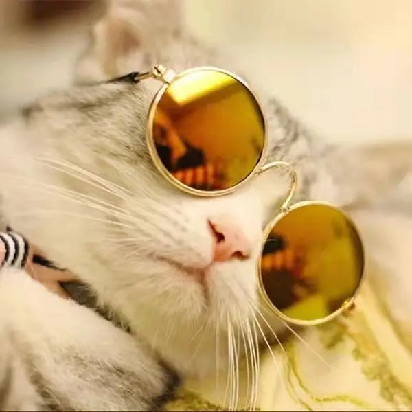 Pawsitively Stylish: Cute Vintage Round Cat Sunglasses for Small Dogs and Cats