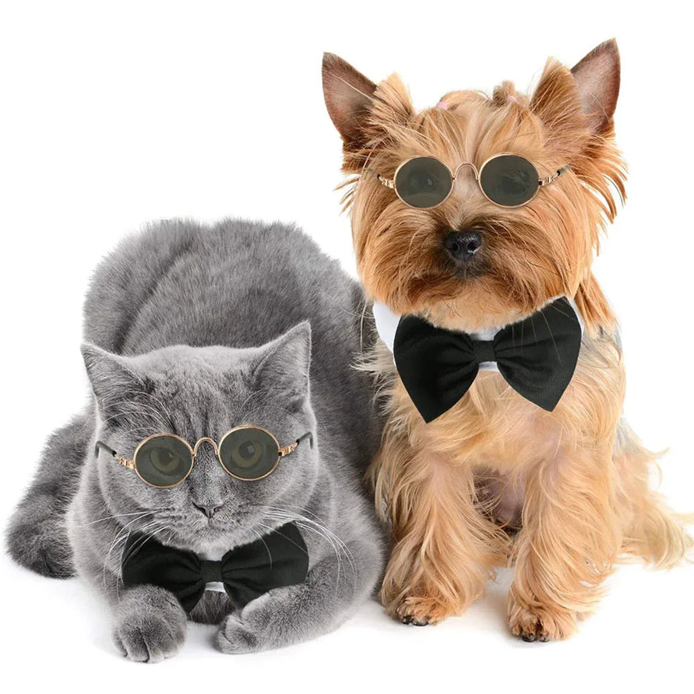 Purr-fectly Styled: WhiskerWear Pet Sunglasses