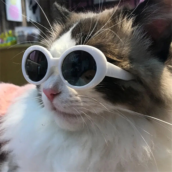 PawStyle Shades: Multicolor Cat Glasses and Dog Sunglasses