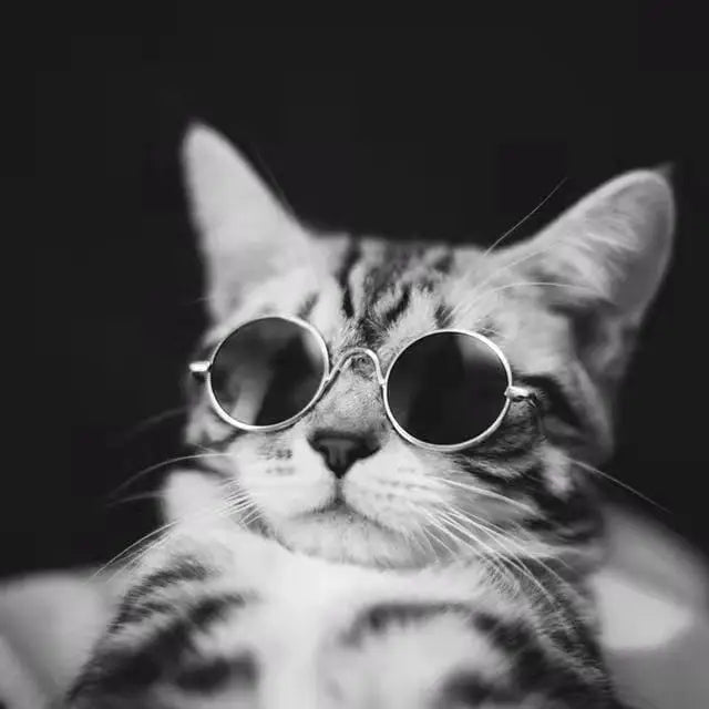 Pawsitively Stylish: Cute Vintage Round Cat Sunglasses for Small Dogs and Cats