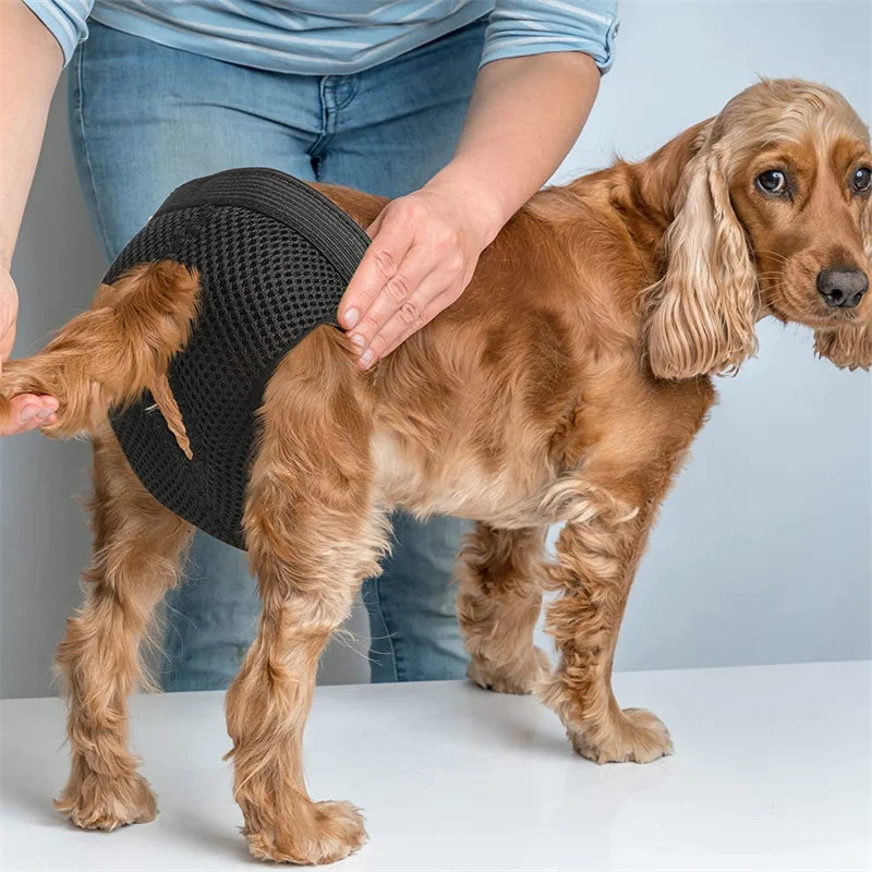 BelleBottoms ComfortCare: Female Dog Panties with 8 Cotton Pads