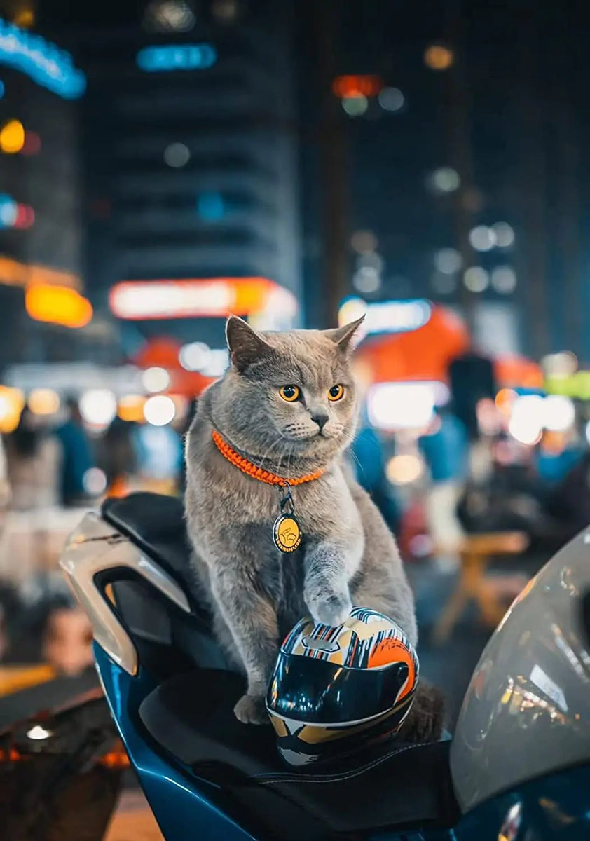 RideSafe Pet Cruiser Helmet: Full Face Motorcycle Helmet for Cats